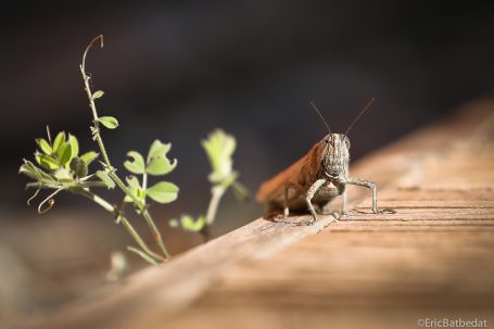 Grillon posé sur une surface en bois, avec de petites plantes en arrière-plan.