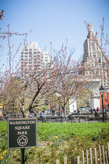 Panneau du parc Washington Square avec des arbres en fleurs et des bâtiments en arrière-plan.