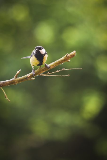 Mésange posée sur une branche avec un arrière-plan flou verdoyant.